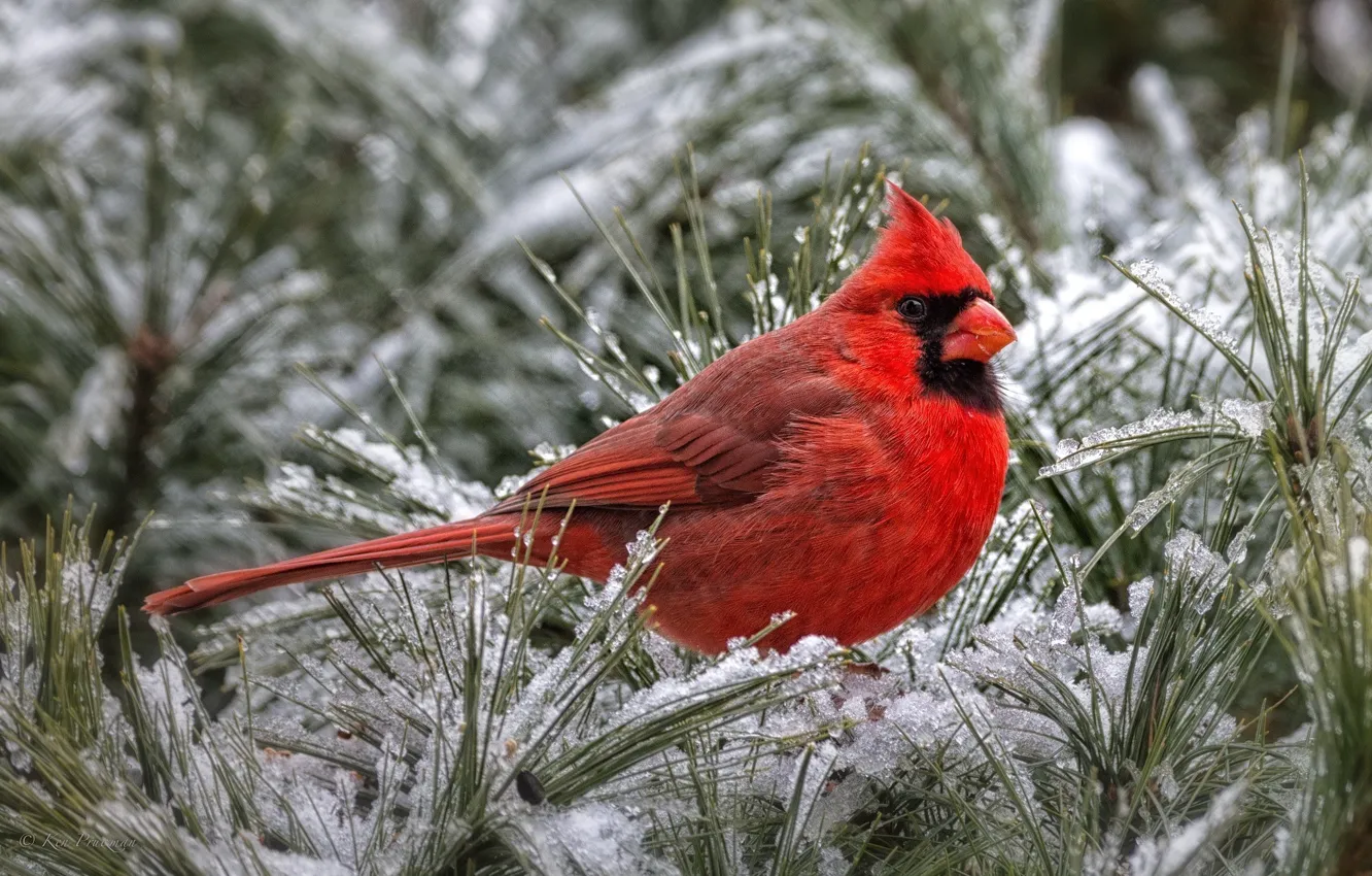 Фото обои красный, птица, кардинал