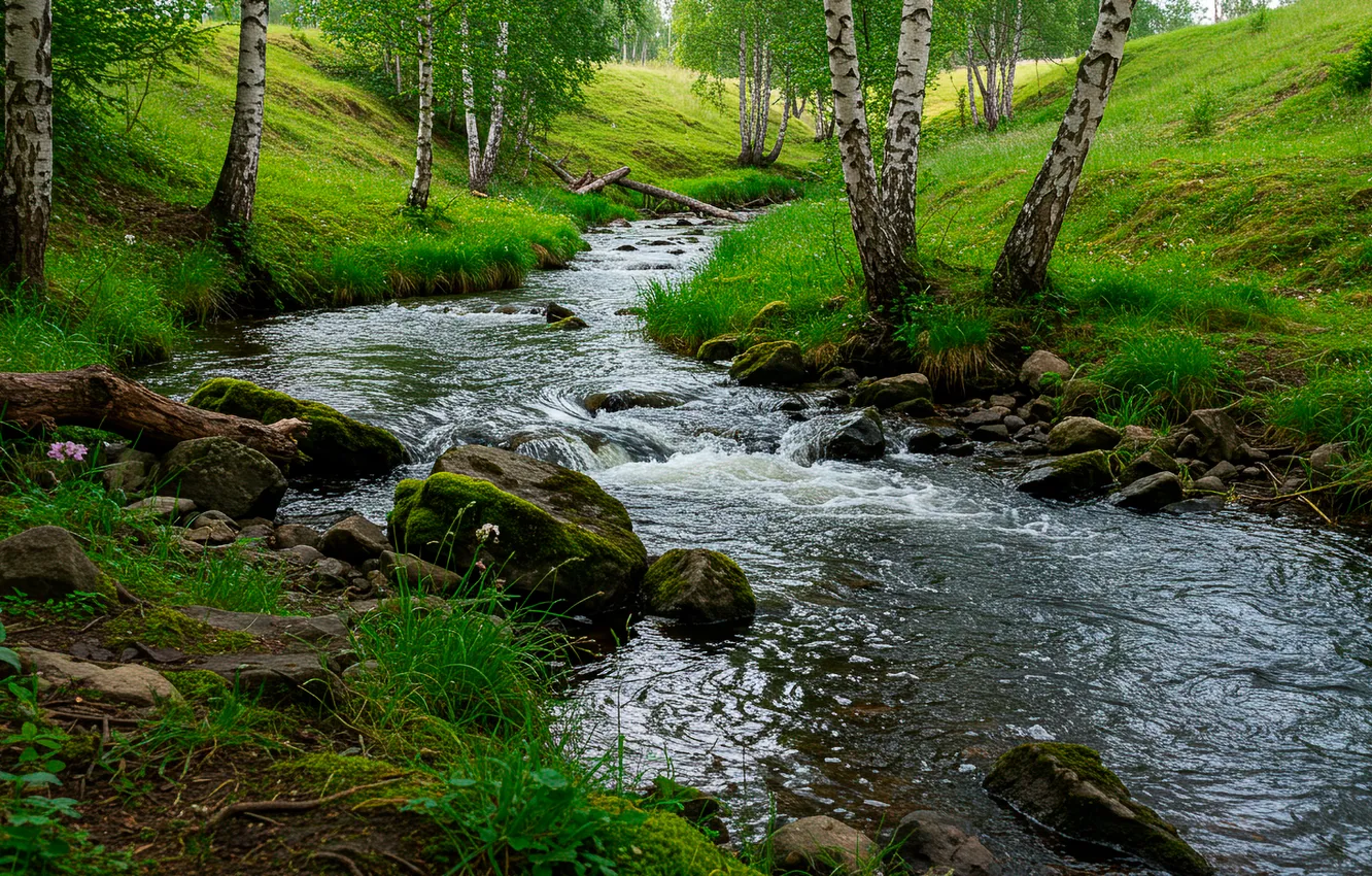 Фото обои трава, вода, ручей, камни, березы