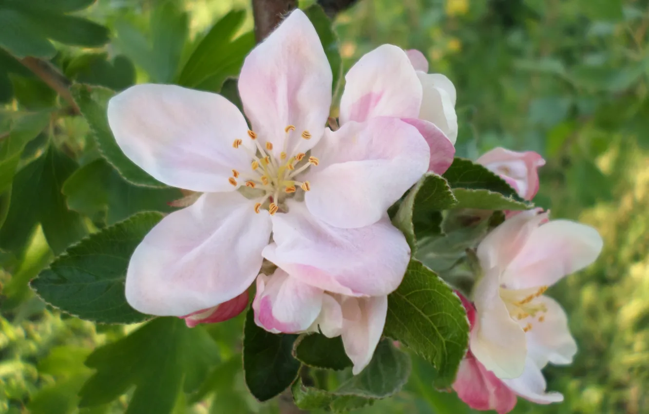 Фото обои весна, Апрель, яблоня, цветение