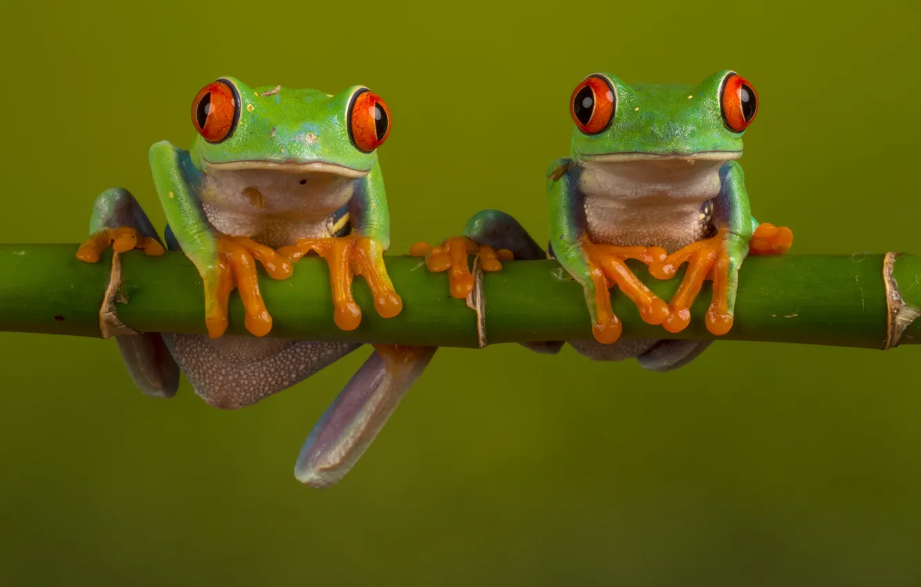 Фото обои макро, природа, две, лягушка, стебель, лягушки, парочка, зеленая