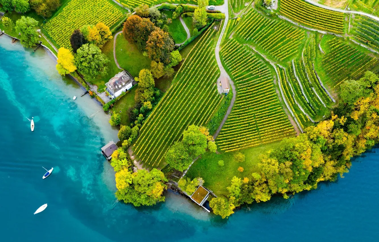 Фото обои деревья, дороги, дома, лодки, Швейцария, Switzerland, район Бернского Оберланда, вид с воздуха на виноградники