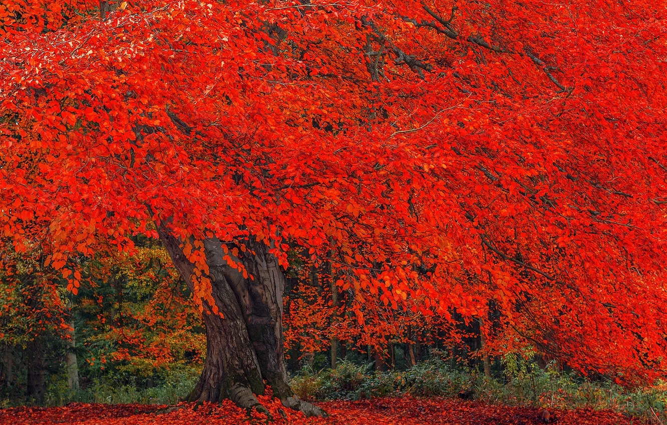 Фото обои осень, дерево, листва, крона