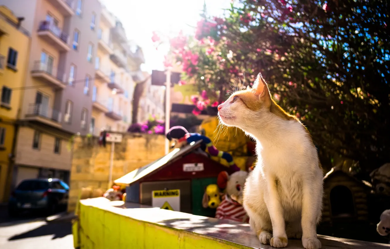 Фото обои лето, кот, мордочка