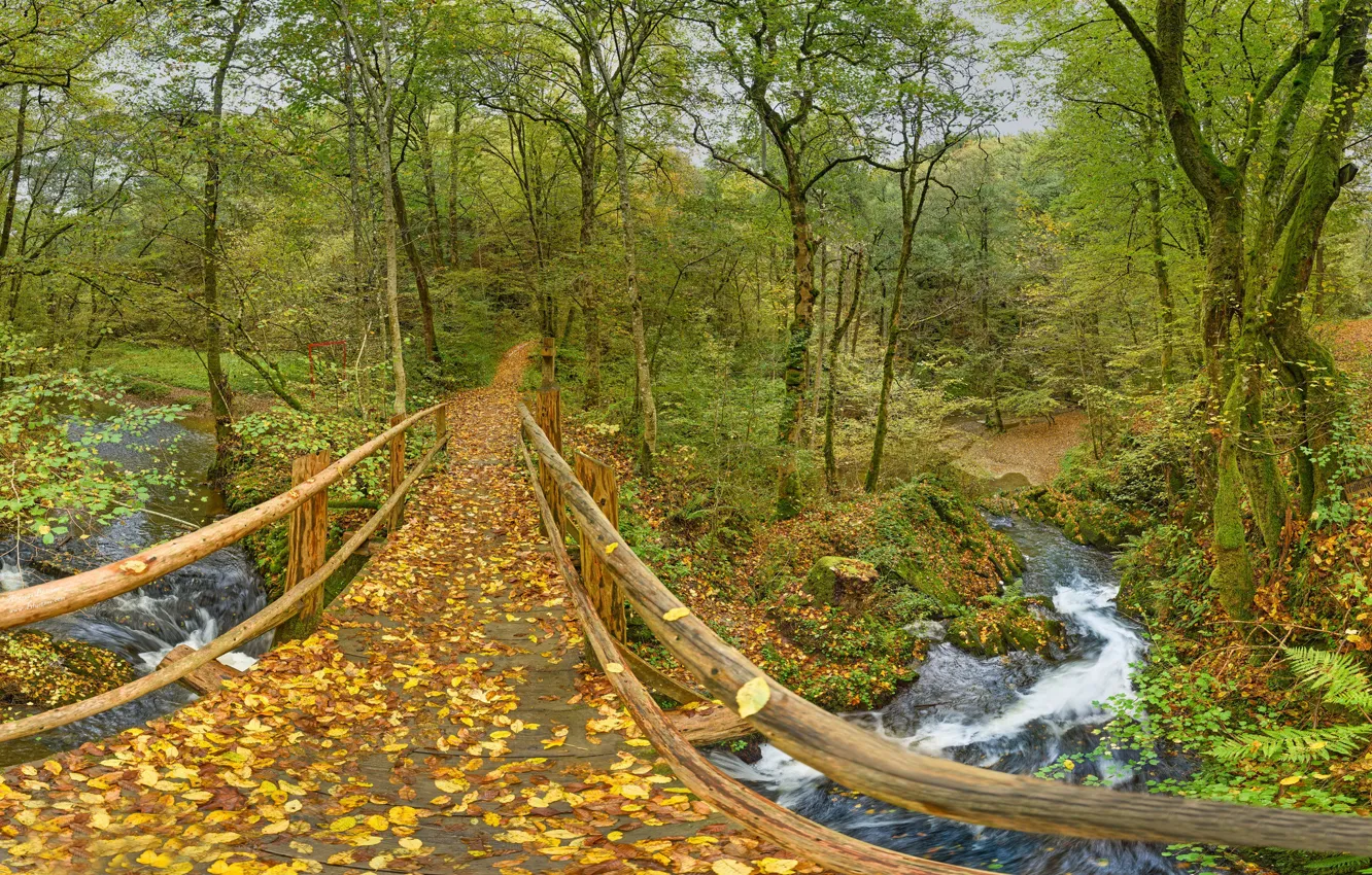 Фото обои осень, лес, листья, деревья, мост, парк, река, Германия