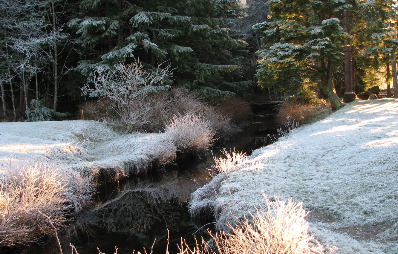 Фото обои зима, иней, лес, свет, деревья, ручей, ель