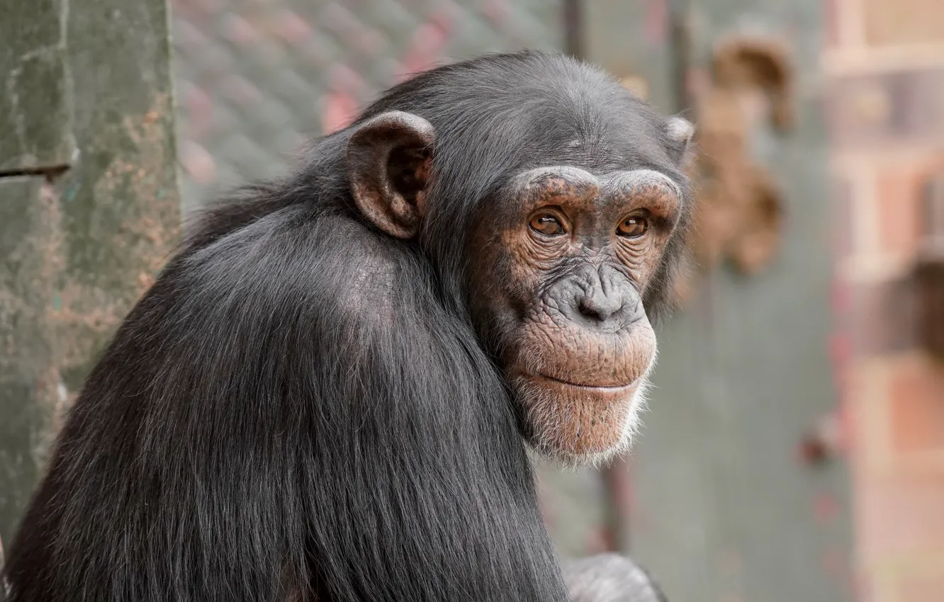 Фото обои взгляд, природа, обезьяна