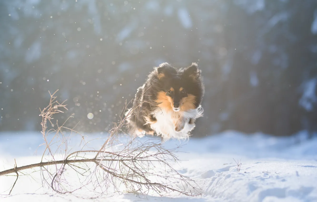 Фото обои зима, снег, прыжок, собака, полёт, прогулка, Шелти, Шетландская овчарка