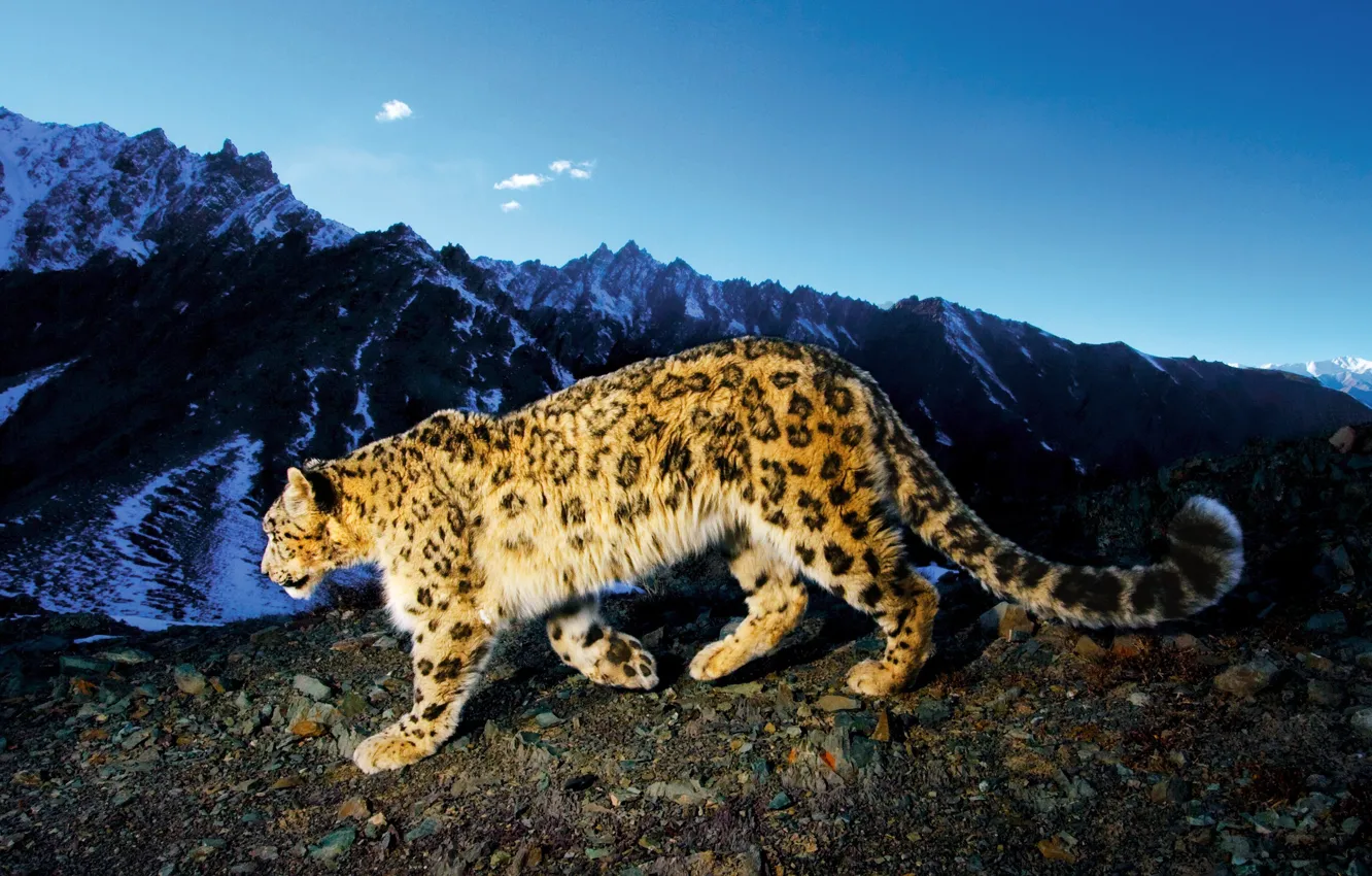 Фото обои горы, Снежный барс, Snow Leopard, ирбис