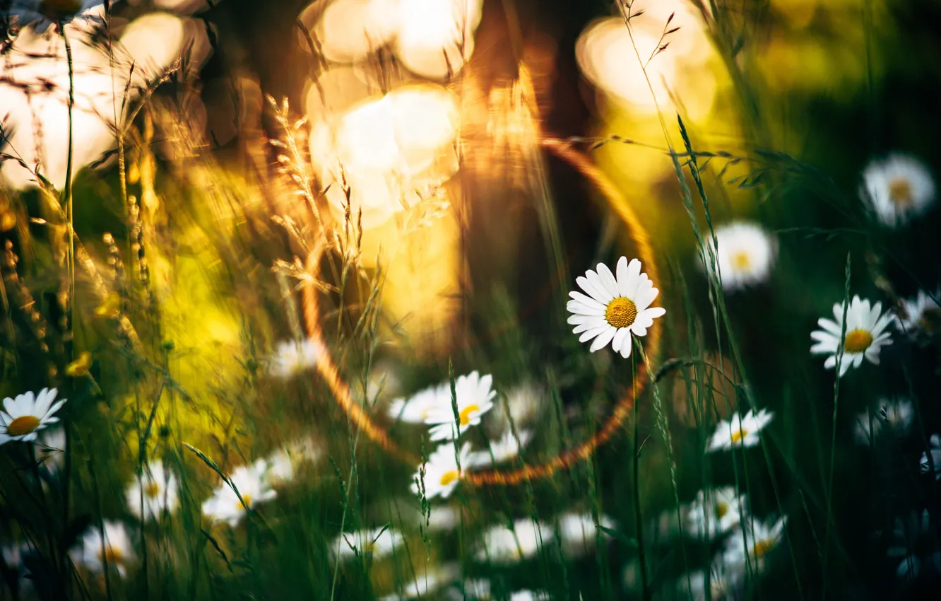 Фото обои лето, трава, солнце, лучи, свет, цветы, стебли, поляна