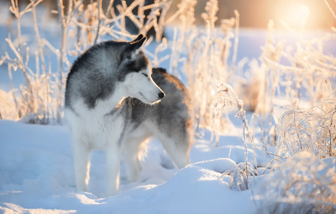 Фото обои зима, снег, ветки, природа, животное, собака, хаски, пёс