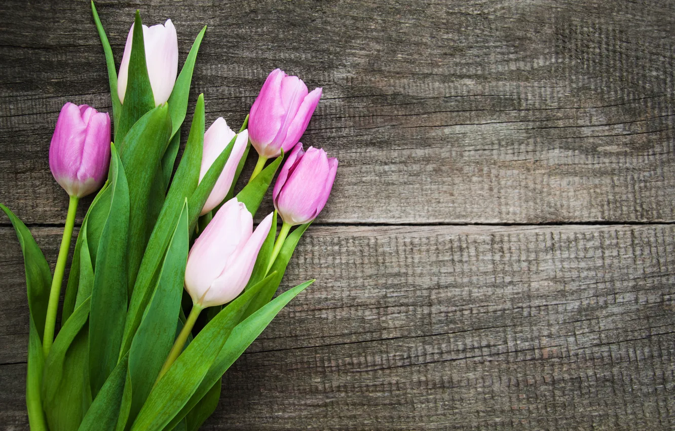 Фото обои цветы, букет, colorful, тюльпаны, wood, pink, flowers, tulips