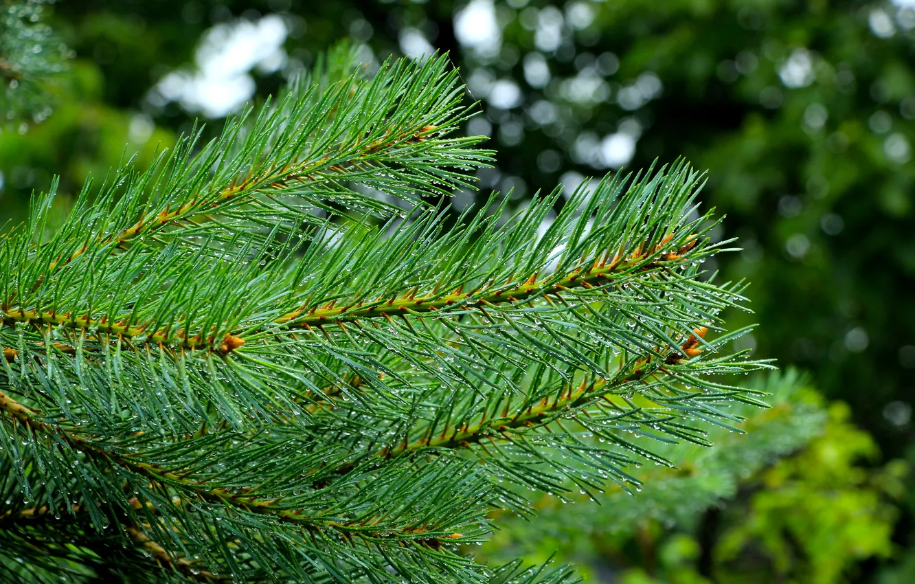 Фото обои tree, pine, twig