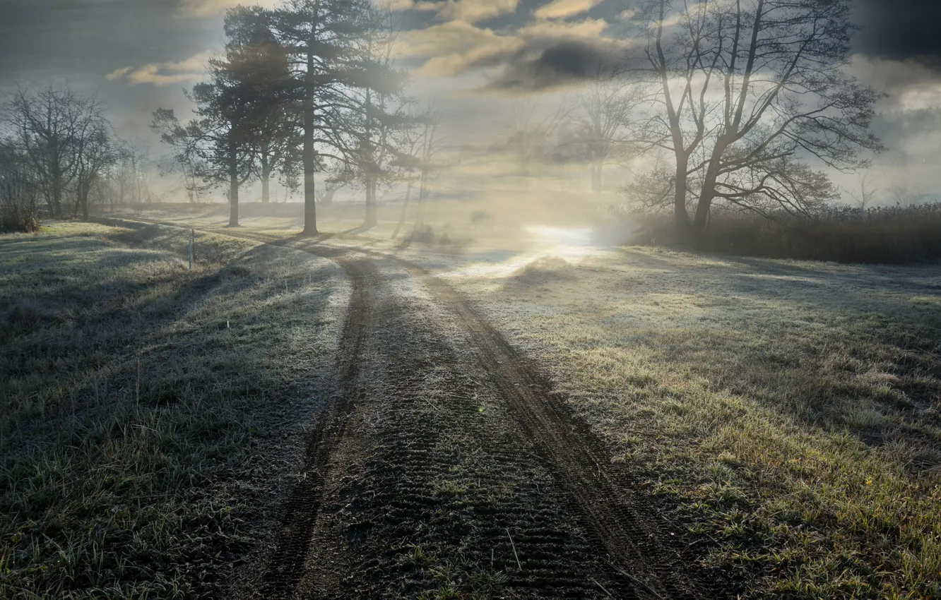 Фото обои дорога, свет, туман, утро