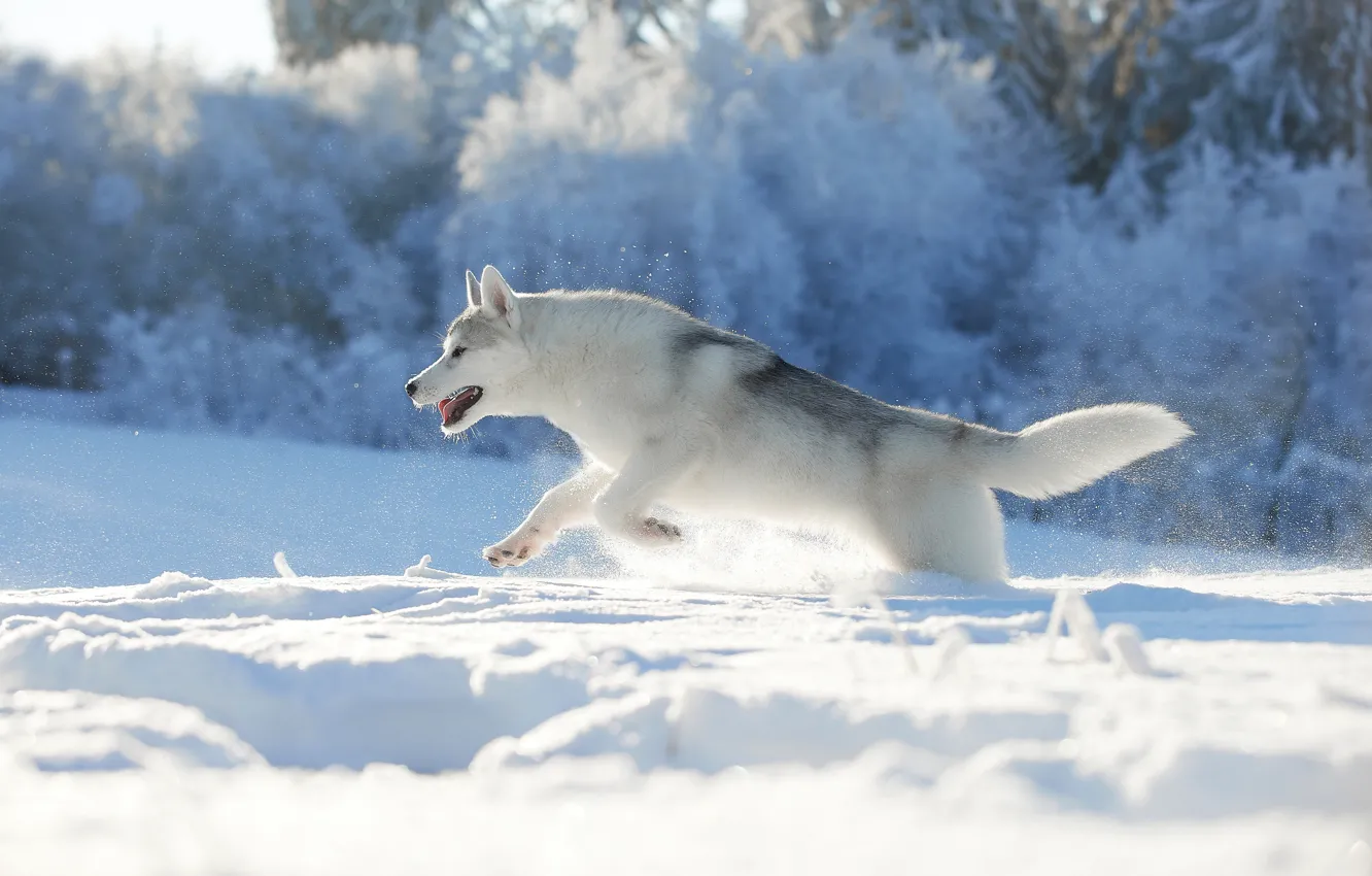 Фото обои зима, снег, природа, собака, бег, хаски, пёс, Лана Полякова