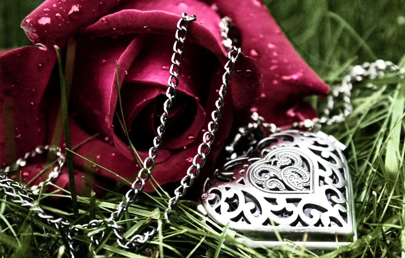 Фото обои капли, любовь, цветы, сердце, роза
