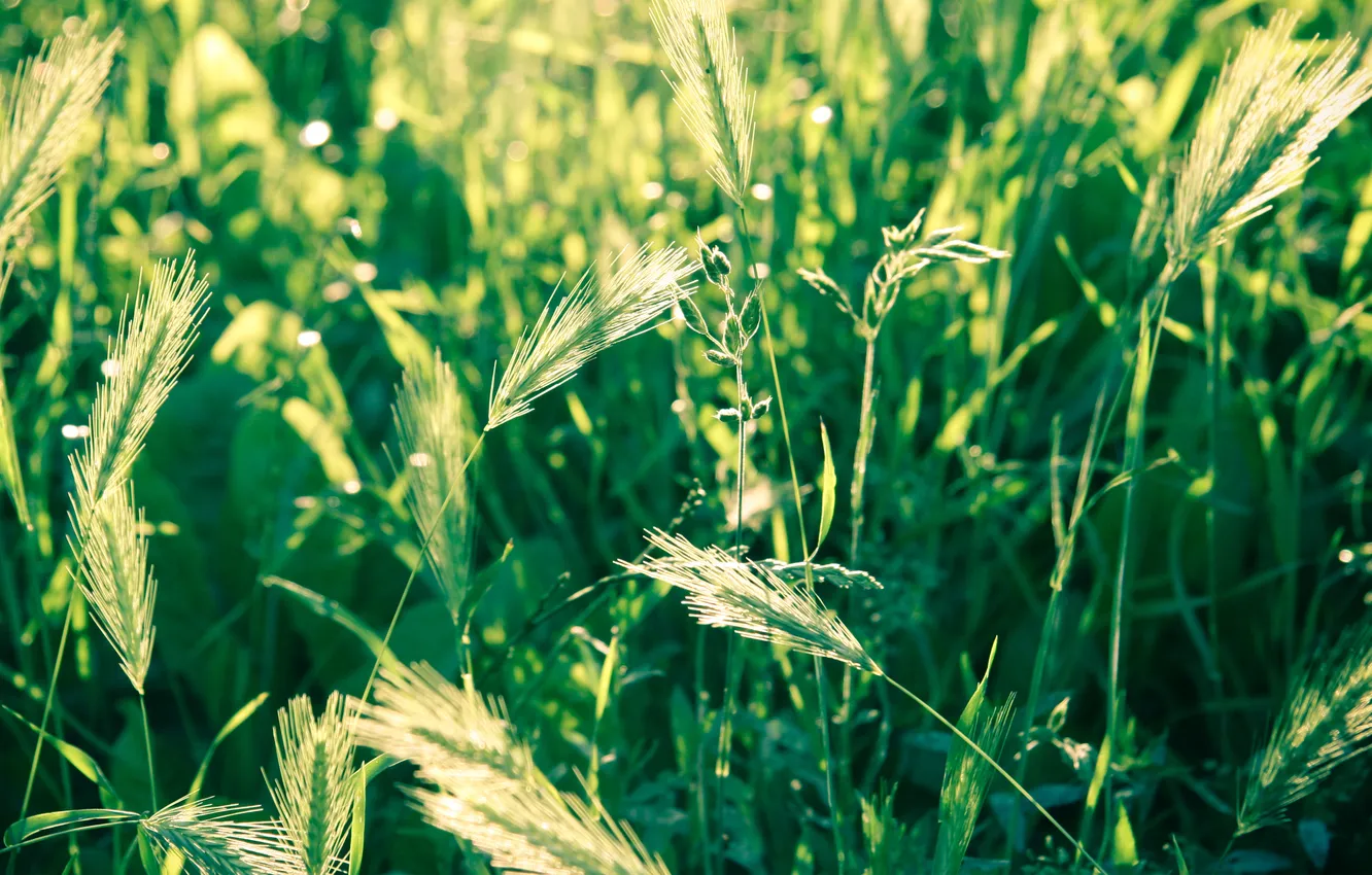 Фото обои пшеница, поле, трава, макро, природа, фото, колоски, колосья