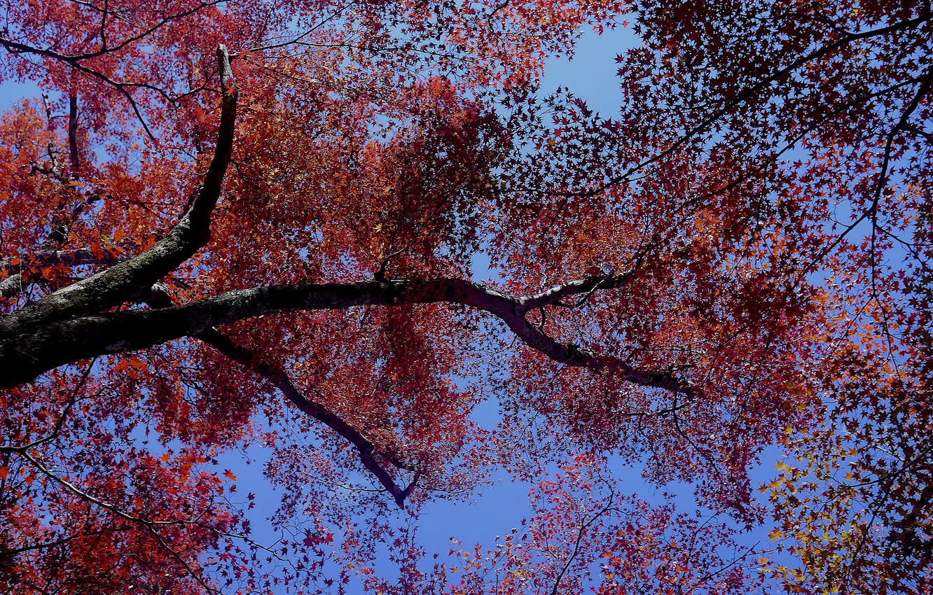 Фото обои осень, небо, листья, дерево, крона