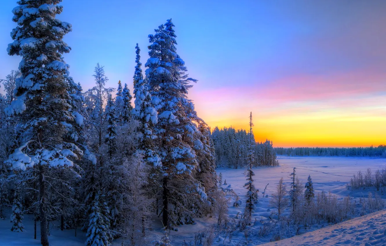 Фото обои зима, лес, небо, снег, деревья, закат, ель