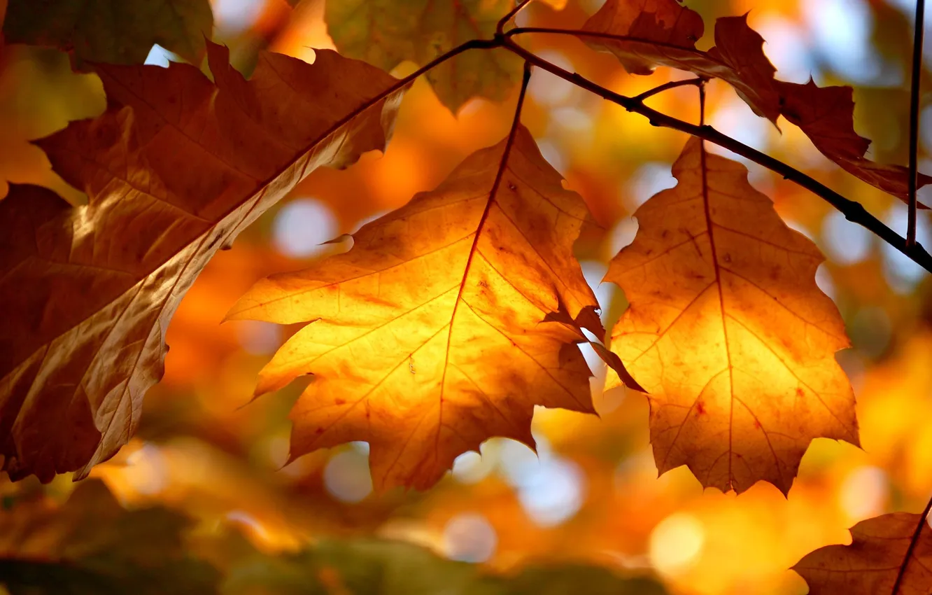 Фото обои осень, свет, природа, листва