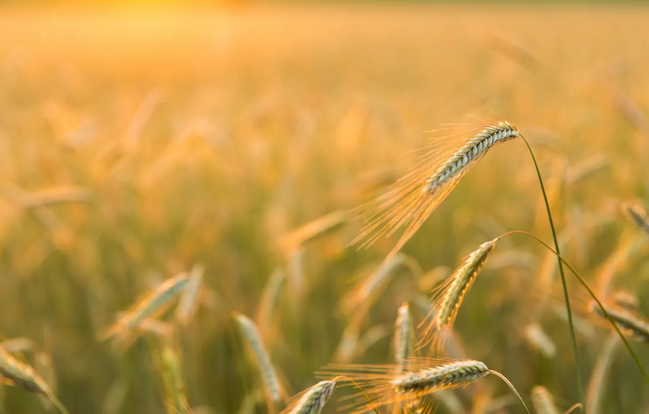 Фото обои природа, Golden light, Barley Field