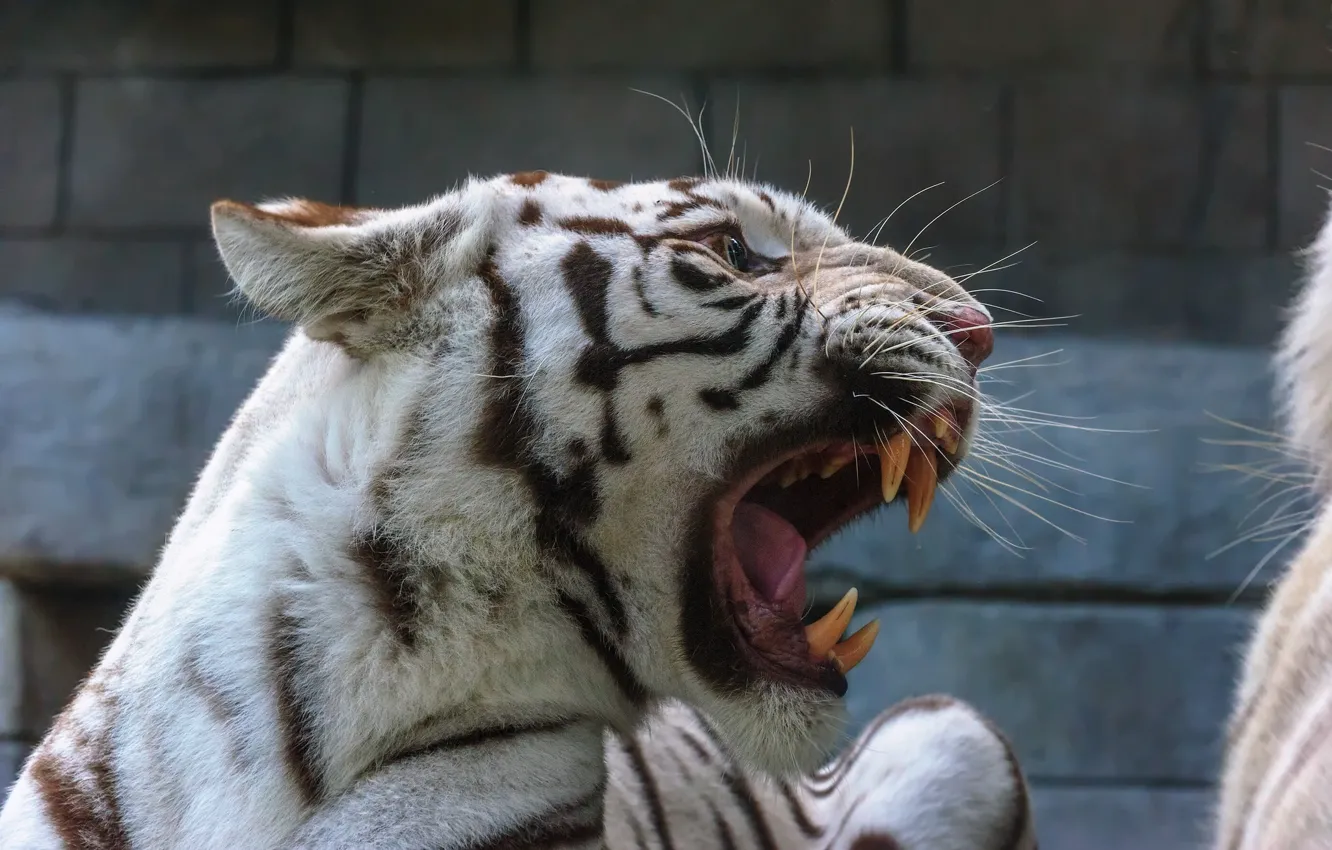 Фото обои морда, злость, хищник, ярость, пасть, клыки, оскал, белый тигр