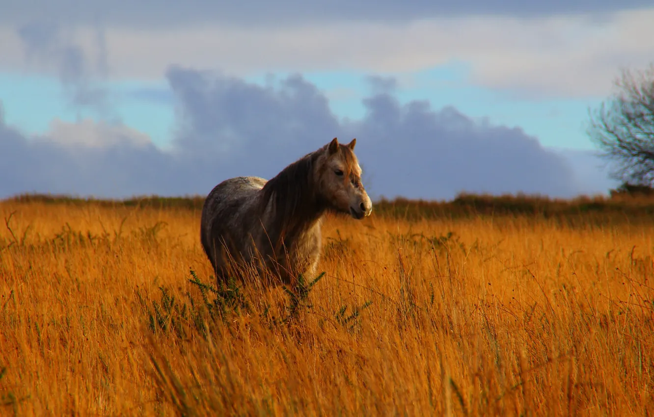 Фото обои grass, field, horse, countryside, wildlife