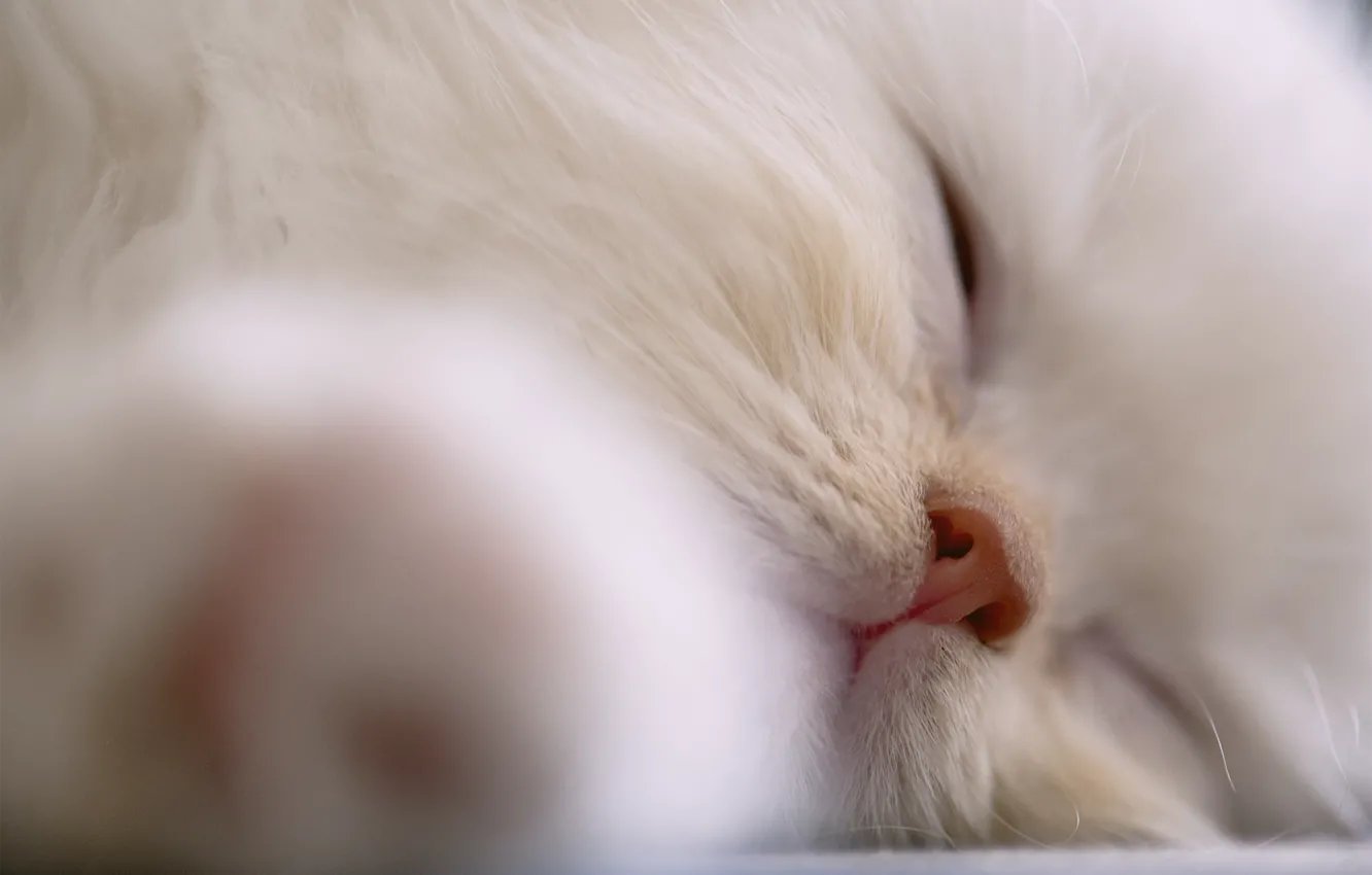 Фото обои кошка, кот, морда, фон, widescreen, обои, нос, спит