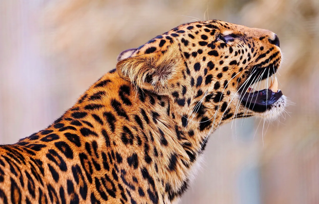 Фото обои морда, леопард, стоит, leopard, пятнистый, смотрит вверх