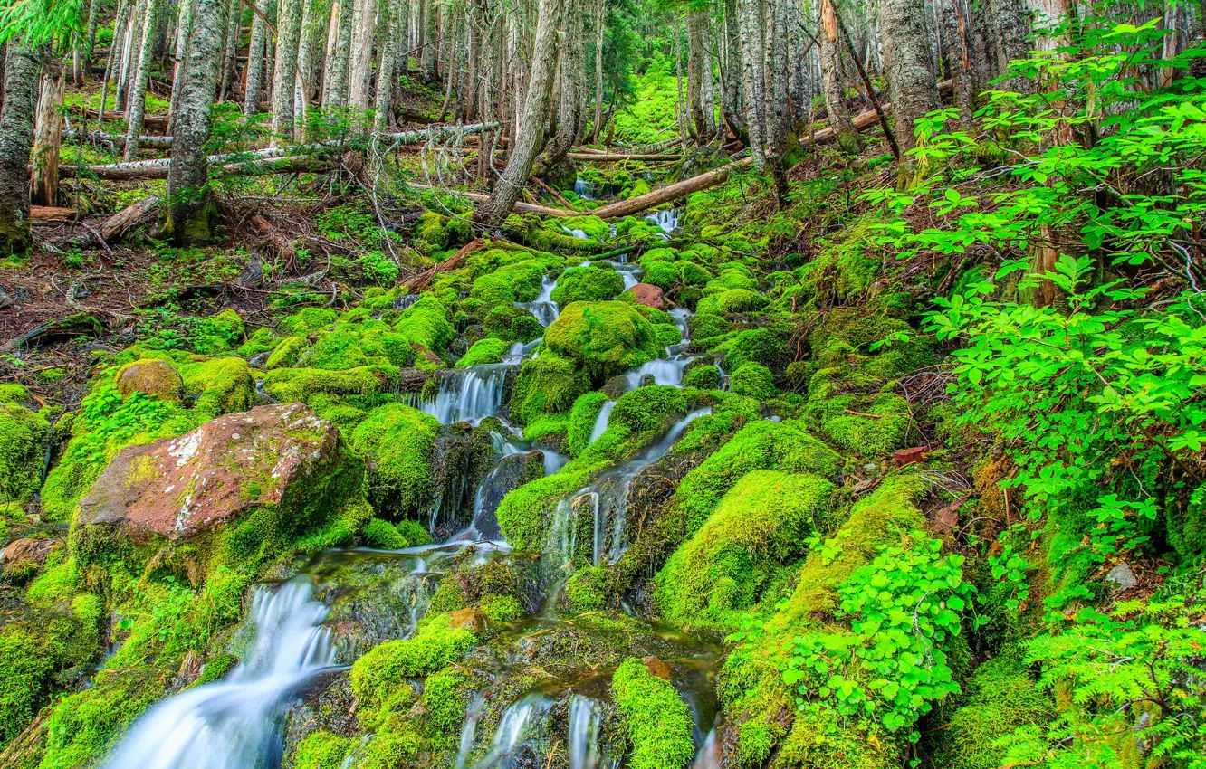 Фото обои лес, деревья, ручей, водопад, поток, склон