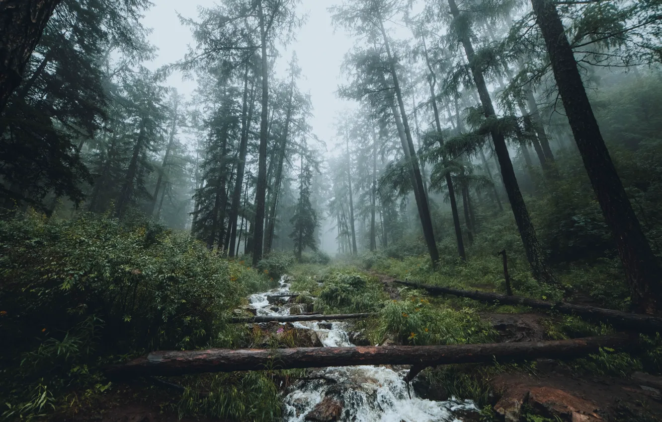 Фото обои лес, вода, деревья, природа, туман, ручей