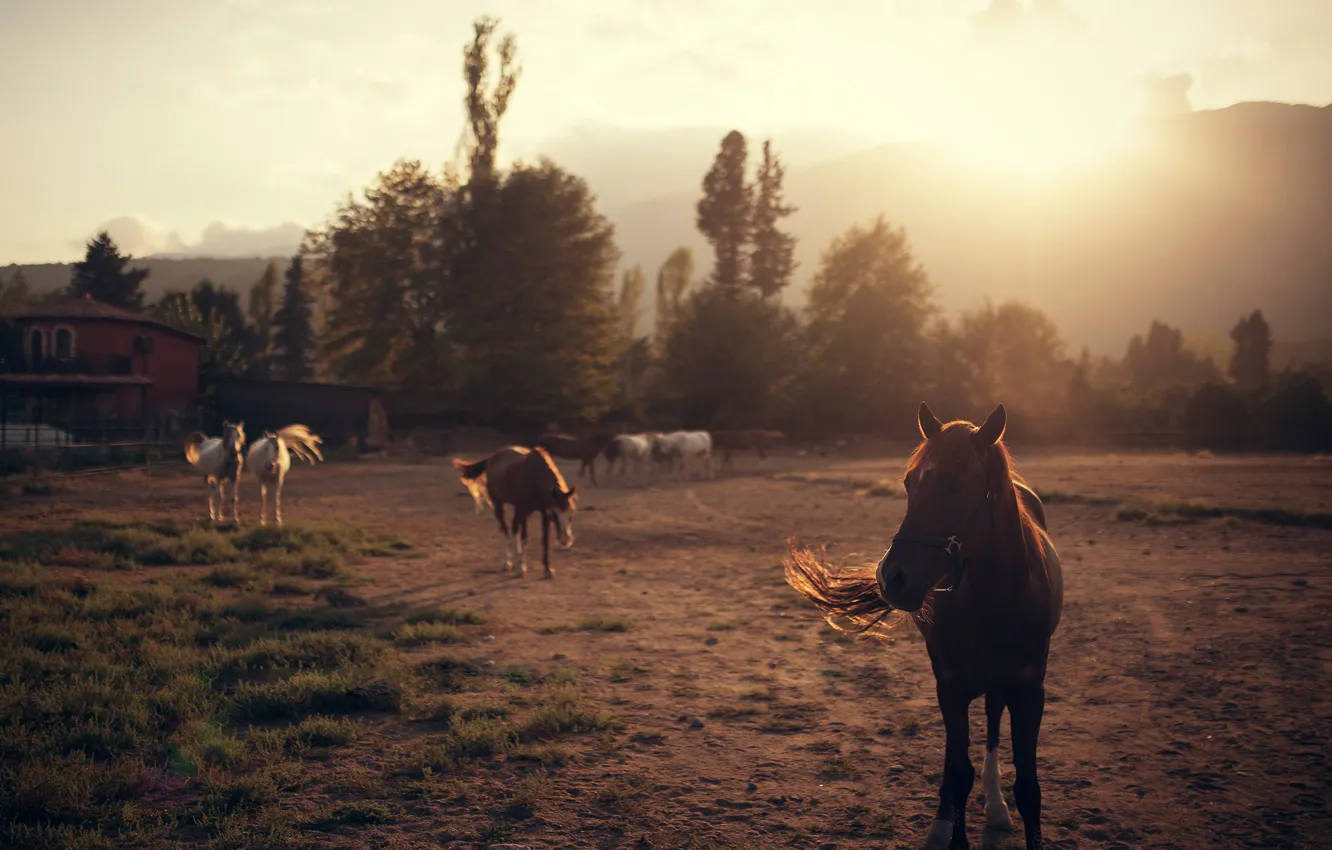 Фото обои кони, лошади, Ivan Gorokhov
