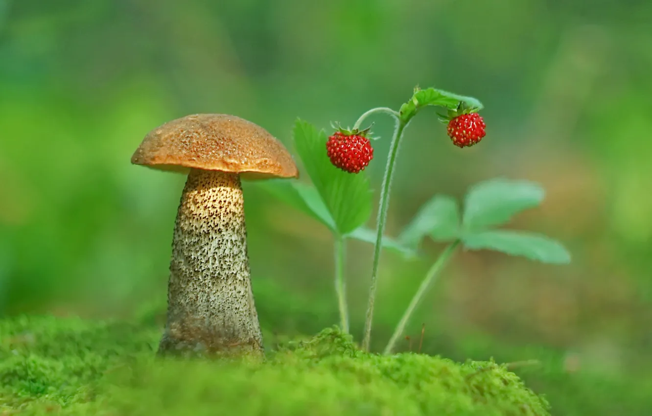 Фото обои фото, гриб, мох, земляника