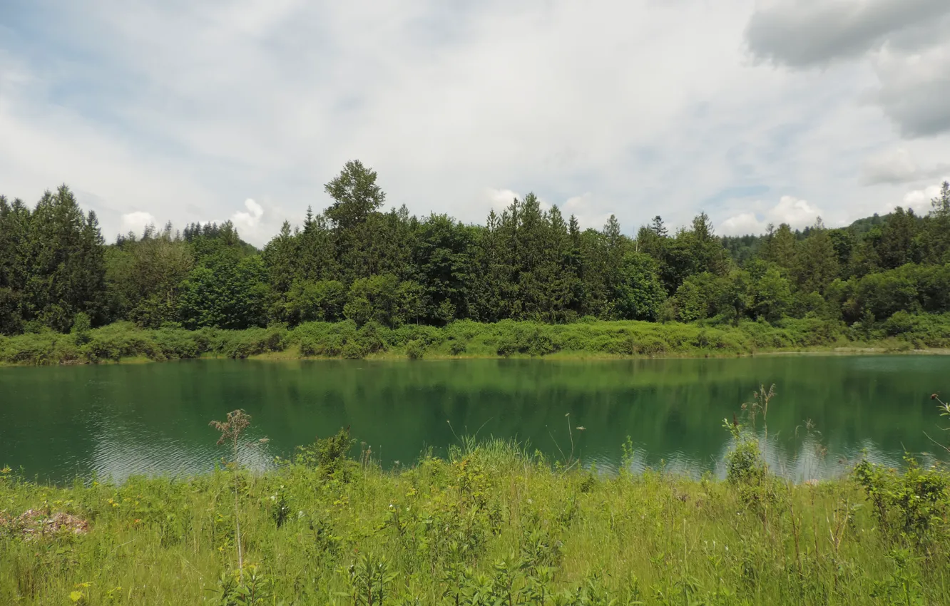 Фото обои зелень, лето, трава, деревья, озеро, green, Природа, summer