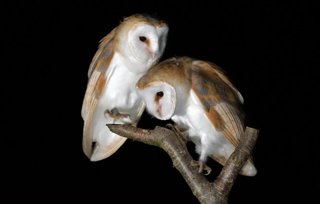 Фото обои птицы, природа, Barn Owls