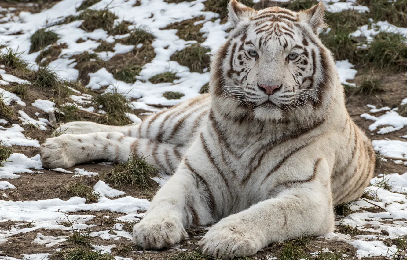 Фото обои белый, тигр, хищник, красавец