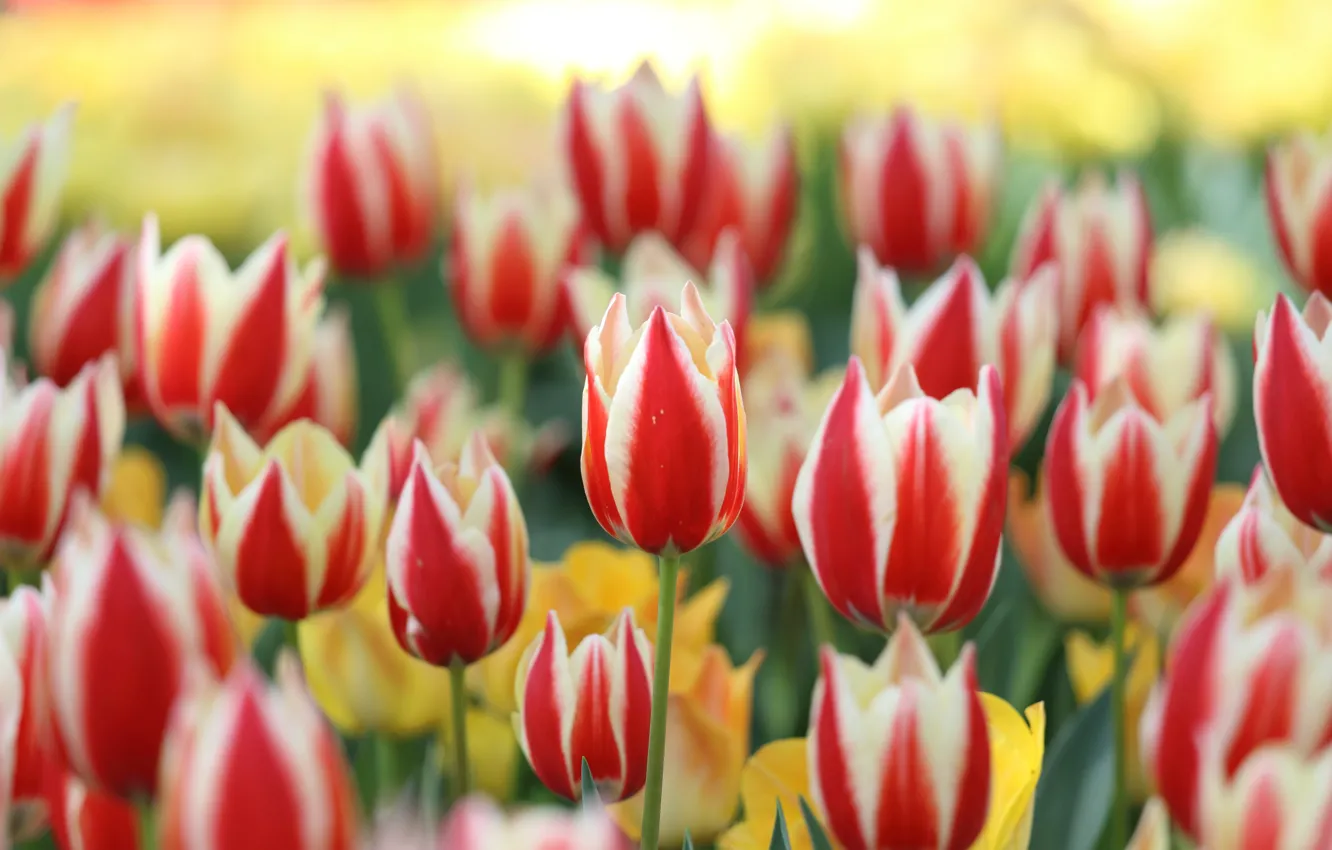 Фото обои цветы, весна, тюльпаны, красные, бутоны, клумба, полосатые, двухцветные