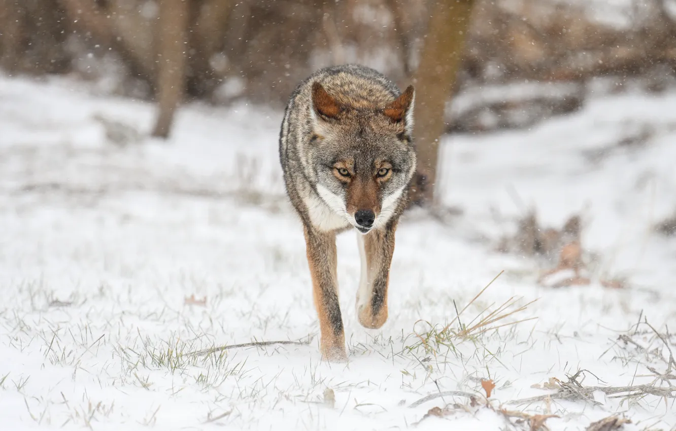 Фото обои зима, взгляд, снег, природа, волк, прогулка, снегопад