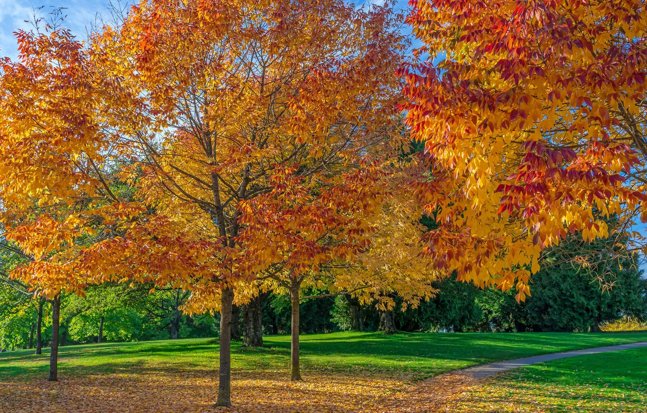 Фото обои осень, трава, листья, деревья, парк, дорожка
