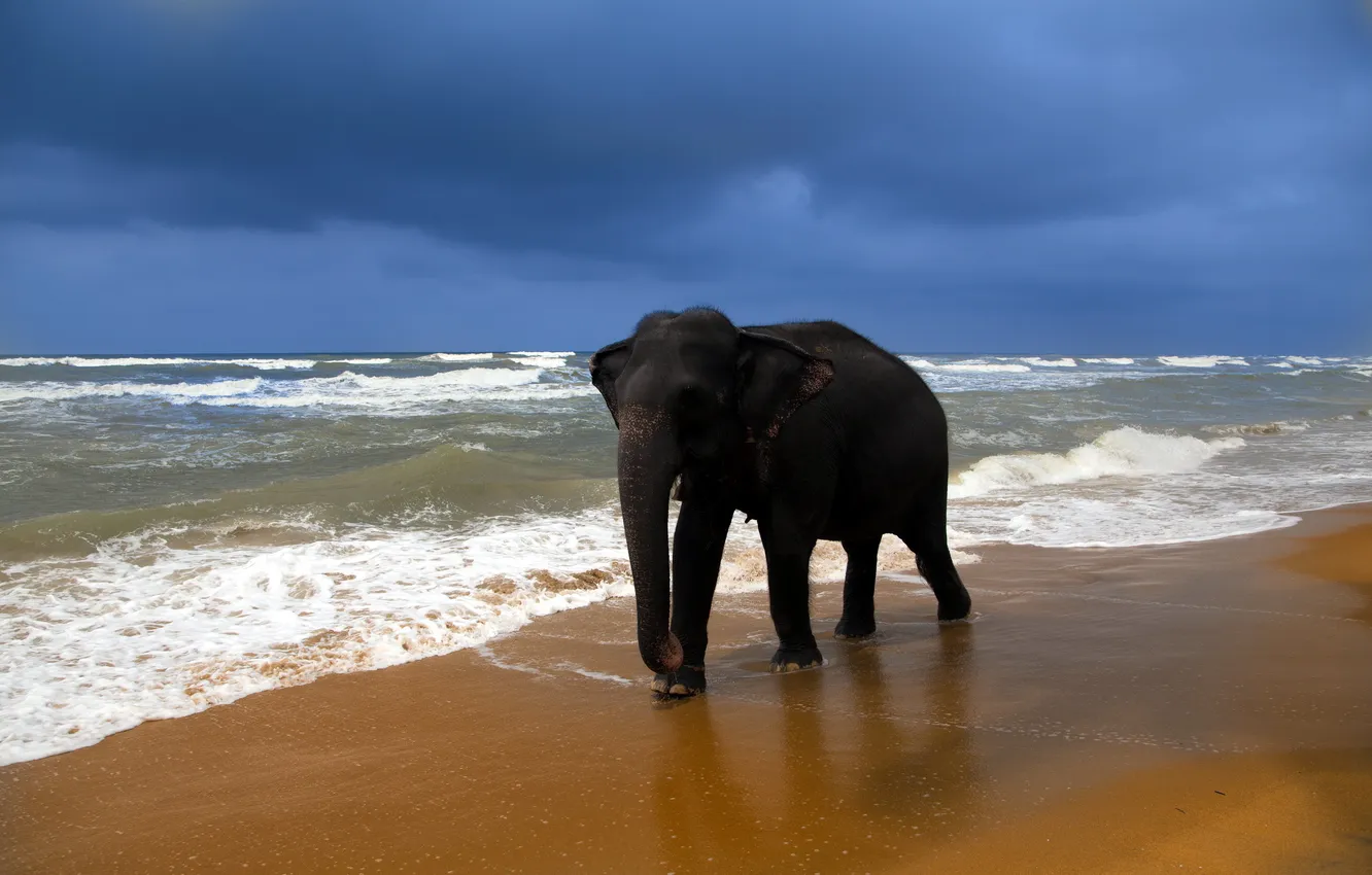Фото обои море, природа, слон