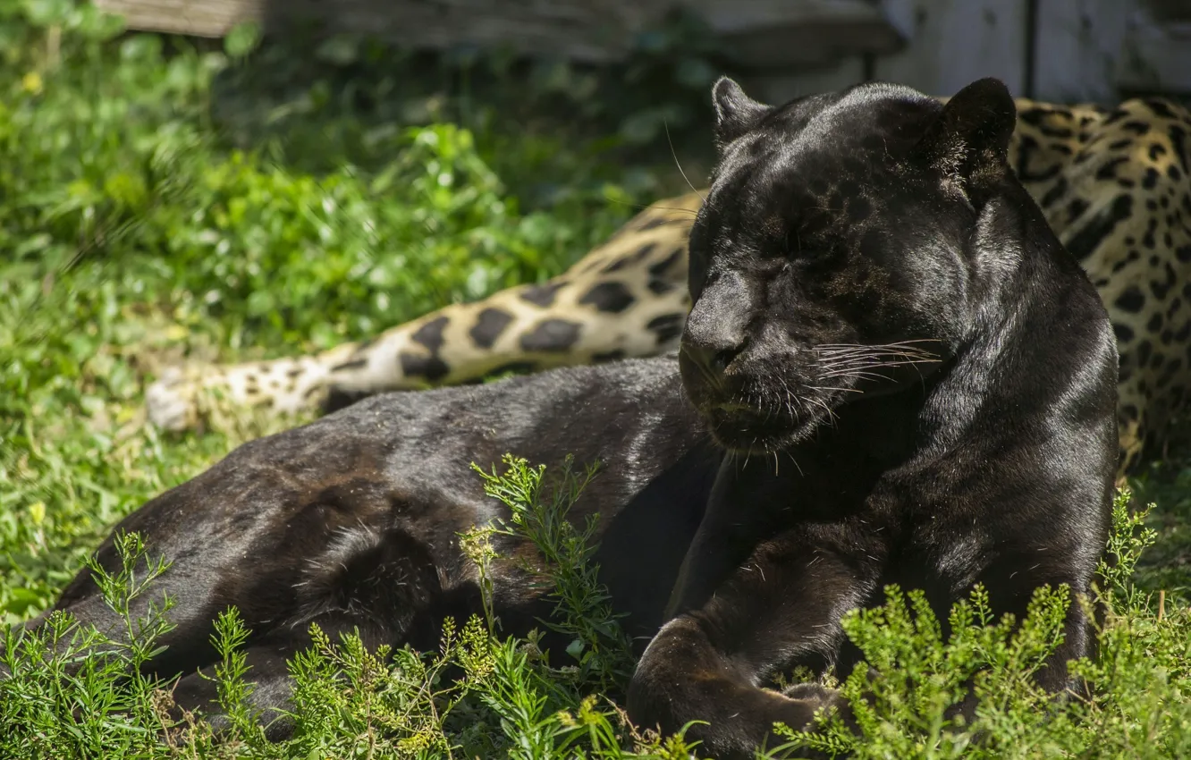 Фото обои свет, отдых, хищник, пантера, лежит, дикая кошка, черный ягуар