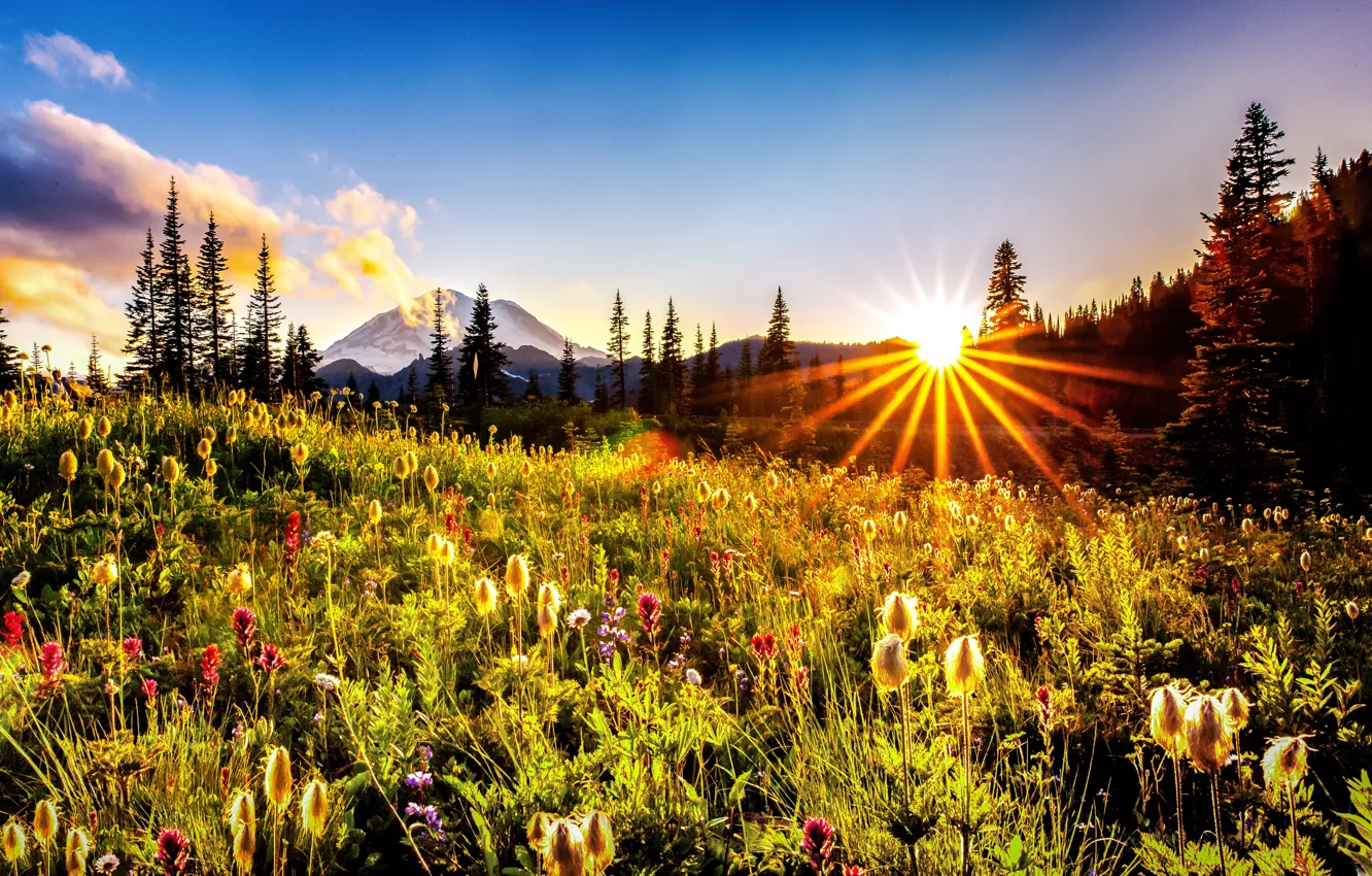 Фото обои солнце, лучи, деревья, пейзаж, цветы, горы, природа, луг