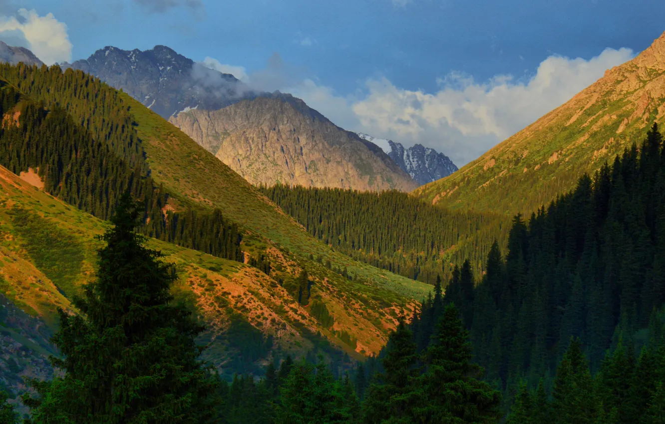 Фото обои деревья, горы, ущелье, Киргизия, Киргизстан, Джеты-Огуз
