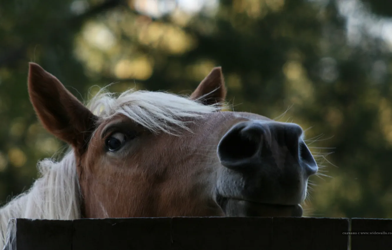 Фото обои фото, дерево, лошадь, забор