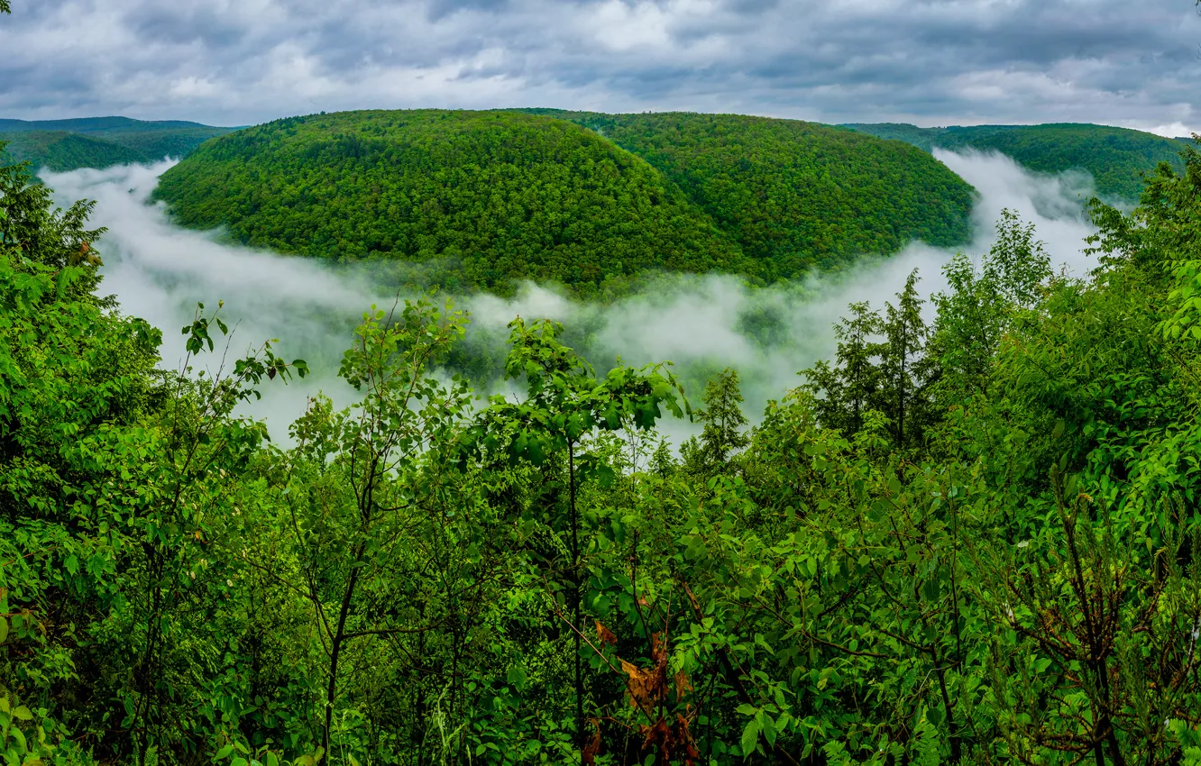Фото обои лес, небо, облака, деревья, туман, холм