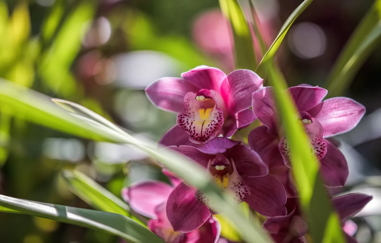 Фото обои макро, тропики, орхидея