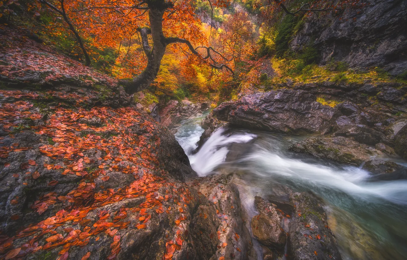 Фото обои осень, лес, ветки, камни, дерево, скалы, водопад, поток
