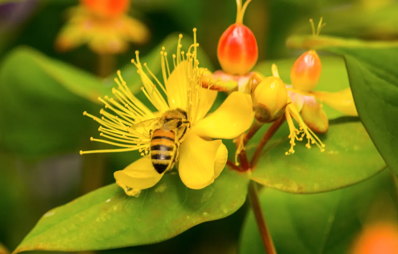 Фото обои цветок, макро, пчела