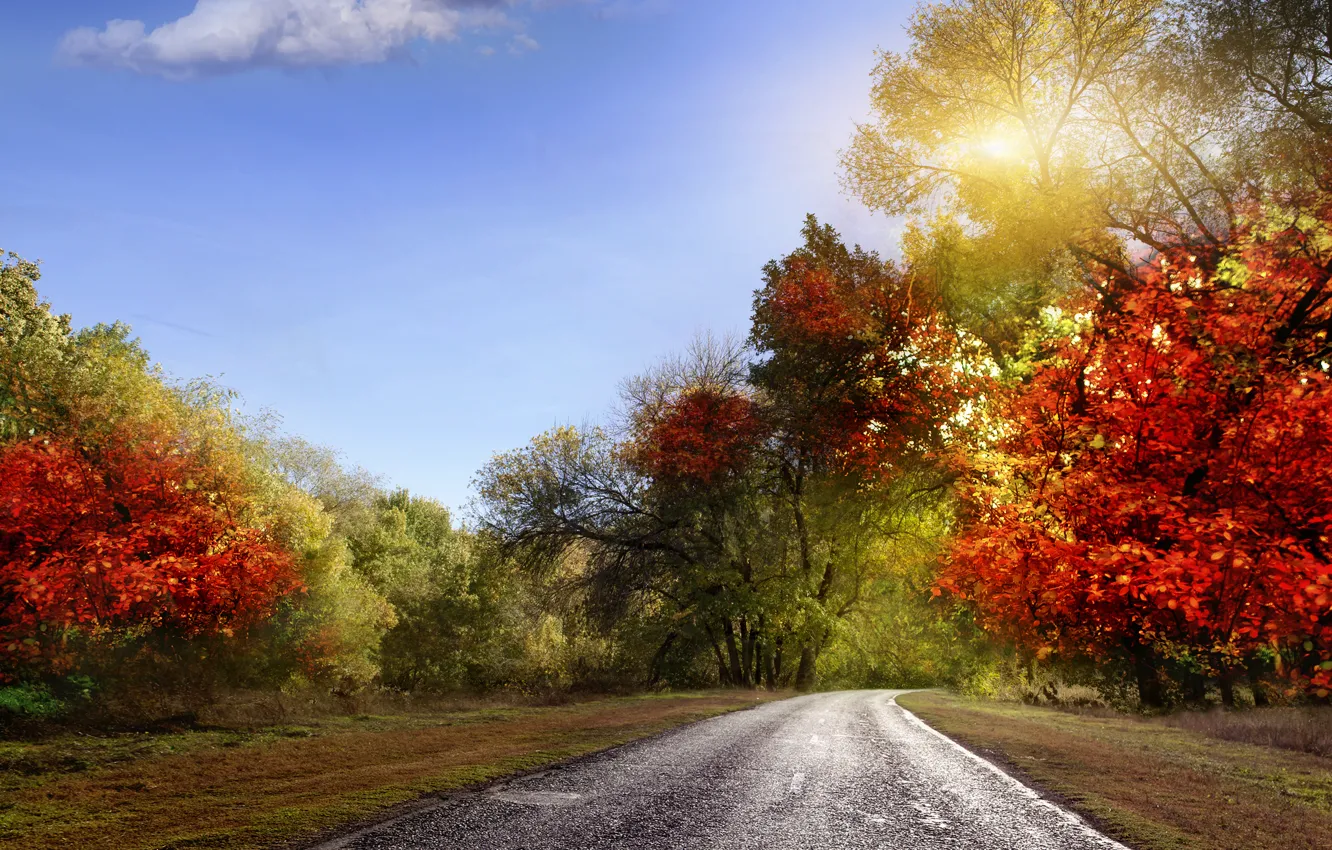Фото обои дорога, осень, небо, листья, лучи, пейзаж, природа, красочно