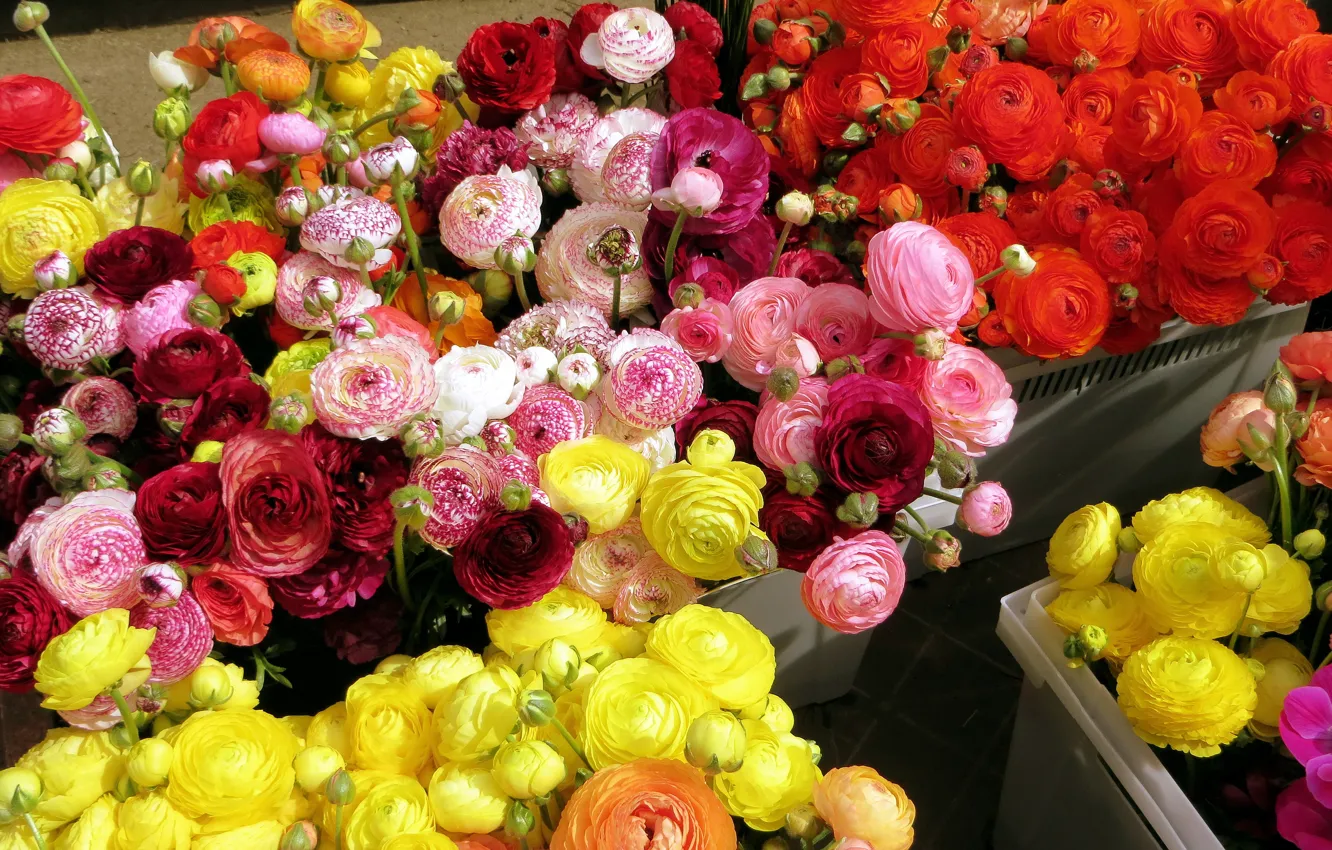 Фото обои желтые, красные, лютик, Ranunculus