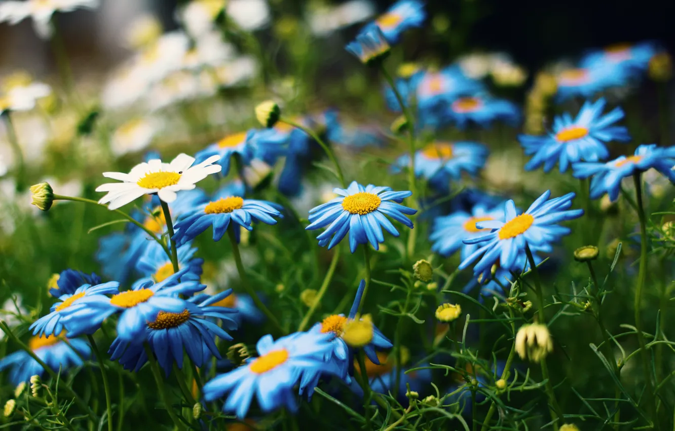 Фото обои зелень, лето, цветы, поляна, ромашки, голубые, белые, синие